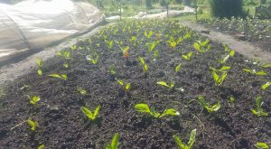 Huertas CIESA - plantines